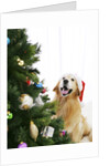 Golden Retriever by Christmas Tree