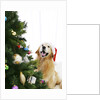 Golden Retriever by Christmas Tree