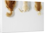 Dogs Wagging Tails by Anonymous