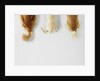 Dogs Wagging Tails by Anonymous
