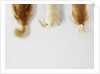 Dogs Wagging Tails by Anonymous