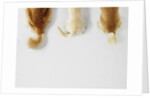 Dogs Wagging Tails by Anonymous