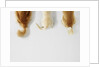 Dogs Wagging Tails by Anonymous