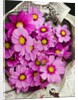 Bouquet of Cosmos Flowers by Anonymous