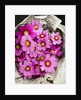 Bouquet of Cosmos Flowers by Anonymous