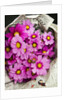 Bouquet of Cosmos Flowers by Anonymous