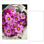 Bouquet of Cosmos Flowers by Anonymous