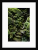 Footpath Through Garden by Anonymous