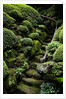 Footpath Through Garden by Anonymous