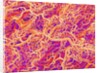 Blood Vessel Cast of Connective Tissue of a Rat by Anonymous