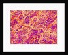 Blood Vessel Cast of Connective Tissue of a Rat by Anonymous