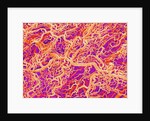 Blood Vessel Cast of Connective Tissue of a Rat by Anonymous