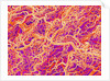 Blood Vessel Cast of Connective Tissue of a Rat by Anonymous