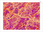 Blood Vessel Cast of Connective Tissue of a Rat by Anonymous