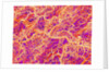 Blood Vessel Cast of Connective Tissue of a Rat by Anonymous