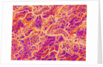 Blood Vessel Cast of Connective Tissue of a Rat by Anonymous