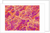Blood Vessel Cast of Connective Tissue of a Rat by Anonymous