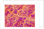 Blood Vessel Cast of Connective Tissue of a Rat by Anonymous