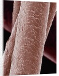 Human Hair by Anonymous