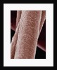 Human Hair by Anonymous