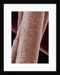 Human Hair by Anonymous