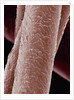Human Hair by Anonymous