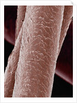 Human Hair by Anonymous