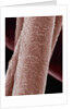 Human Hair by Anonymous
