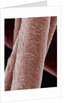 Human Hair by Anonymous