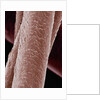 Human Hair by Anonymous