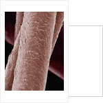 Human Hair by Anonymous