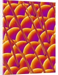 Compound Eye of a Flower Fly by Anonymous