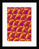 Compound Eye of a Flower Fly by Anonymous