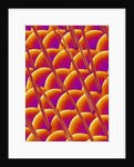 Compound Eye of a Flower Fly by Anonymous
