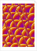 Compound Eye of a Flower Fly by Anonymous
