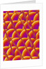 Compound Eye of a Flower Fly by Anonymous