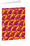 Compound Eye of a Flower Fly by Anonymous