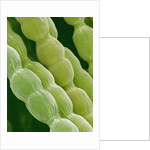 Hairs on Petal of a Periwinkle by Anonymous