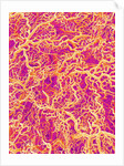 Blood Vessel Cast of Connective Tissue of a Rat by Anonymous