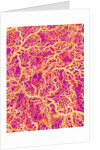 Blood Vessel Cast of Connective Tissue of a Rat by Anonymous