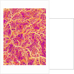 Blood Vessel Cast of Connective Tissue of a Rat by Anonymous