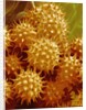 Sunflower Pollen by Anonymous