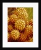 Sunflower Pollen by Anonymous