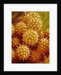 Sunflower Pollen by Anonymous