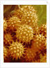 Sunflower Pollen by Anonymous