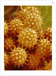 Sunflower Pollen by Anonymous