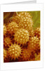 Sunflower Pollen by Anonymous