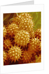 Sunflower Pollen by Anonymous