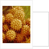 Sunflower Pollen by Anonymous