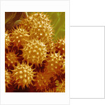 Sunflower Pollen by Anonymous